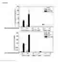 Fig. 49 - Oncolytic adenovirus encoding a B7 protein