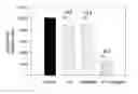 Fig. 01 - Compositions, kits and methods for treating type II diabetes mellitus