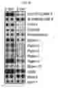 Fig. 07 - Compositions and methods for treating cancer and persistent viral infections
