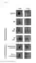 Fig. 04 - Method of treating a wound, comprising the step of administering a composition including a substance P
