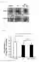 Fig. 06 - Method of treating a wound, comprising the step of administering a composition including a substance P