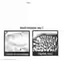 Fig. 08 - Flagellin related polypeptides and uses thereof