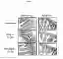 Fig. 93 - Flagellin related polypeptides and uses thereof
