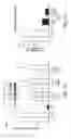 Fig. 03 - Composition comprising connective tissue growth factor (CTGF) for cardiac tissue repair