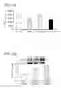 Fig. 17 - Composition comprising connective tissue growth factor (CTGF) for cardiac tissue repair