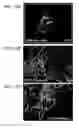 Fig. 20 - Composition comprising connective tissue growth factor (CTGF) for cardiac tissue repair