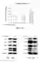 Fig. 25 - Composition comprising connective tissue growth factor (CTGF) for cardiac tissue repair
