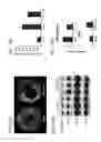 Fig. 27 - Composition comprising connective tissue growth factor (CTGF) for cardiac tissue repair