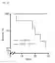 Fig. 07 - MODULATION OF AXL RECEPTOR ACTIVITY IN COMBINATION WITH CYTOREDUCTIVE THERAPY