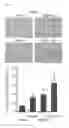 Fig. 09 - MODULATION OF AXL RECEPTOR ACTIVITY IN COMBINATION WITH CYTOREDUCTIVE THERAPY