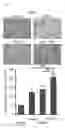 Fig. 10 - MODULATION OF AXL RECEPTOR ACTIVITY IN COMBINATION WITH CYTOREDUCTIVE THERAPY