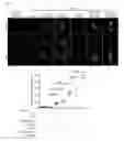 Fig. 15 - MODULATION OF AXL RECEPTOR ACTIVITY IN COMBINATION WITH CYTOREDUCTIVE THERAPY