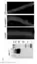 Fig. 07 - MODULATION OF MUSCLE AND ADIPOCYTE DISTRIBUTION AND FATE