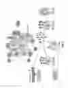 Fig. 08 - Enzymatic immunomodulation of solid tumors and uses thereof