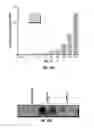 Fig. 13 - Enzymatic immunomodulation of solid tumors and uses thereof