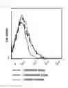 Fig. 07 - COMBINATION USE OF WT1 ANTIGEN PEPTIDE AND IMMUNOMODULATOR