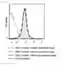 Fig. 08 - COMBINATION USE OF WT1 ANTIGEN PEPTIDE AND IMMUNOMODULATOR