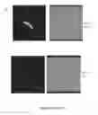Fig. 04 - Group A Streptococcus Pharmaceutical Compositions and Methods Thereof