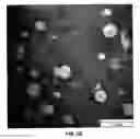 Fig. 04 - ADJUVANT AND VACCINE COMPOSITIONS