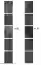Fig. 08 - Shape memory particles for biomedical uses
