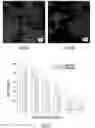 Fig. 13 - Shape memory particles for biomedical uses