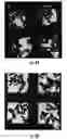 Fig. 14 - Shape memory particles for biomedical uses