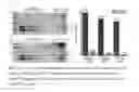 Fig. 07 - POLYMERS AND POLYMERIC ASSEMBLIES FOR PEPTIDE AND PROTEIN ENCAOSULATION AND RELEASE, AND METHODS THEREOF