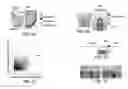 Fig. 02 - COMPOSITIONS AND METHODS FOR TISSUE REGENERATION