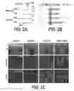 Fig. 04 - COMPOSITIONS AND METHODS FOR TISSUE REGENERATION