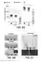 Fig. 07 - COMPOSITIONS AND METHODS FOR TISSUE REGENERATION