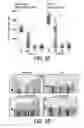 Fig. 09 - COMPOSITIONS AND METHODS FOR TISSUE REGENERATION