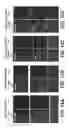 Fig. 30 - COMPOSITIONS AND METHODS FOR TISSUE REGENERATION