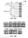 Fig. 32 - COMPOSITIONS AND METHODS FOR TISSUE REGENERATION