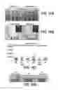 Fig. 37 - COMPOSITIONS AND METHODS FOR TISSUE REGENERATION