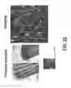 Fig. 42 - COMPOSITIONS AND METHODS FOR TISSUE REGENERATION