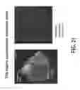Fig. 43 - COMPOSITIONS AND METHODS FOR TISSUE REGENERATION