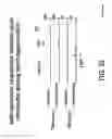 Fig. 54 - COMPOSITIONS AND METHODS FOR TISSUE REGENERATION
