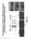 Fig. 55 - COMPOSITIONS AND METHODS FOR TISSUE REGENERATION