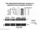 Fig. 57 - COMPOSITIONS AND METHODS FOR TISSUE REGENERATION