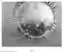 Fig. 02 - Lyophilized moldable implants containing an oxysterol