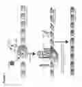 Fig. 02 - DEVICES AND METHODS FOR INHIBITING STENOSIS, OBSTRUCTION, OR CALCIFICATION OF A NATIVE HEART VALVE, STENTED HEART VALVE OR BIOPROSTHESIS