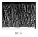 Fig. 03 - Composition for preventing or treating dentin-associated symptoms or diseases, and method using the same