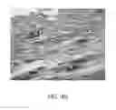 Fig. 08 - Composition for preventing or treating dentin-associated symptoms or diseases, and method using the same
