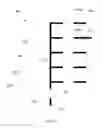 Fig. 03 - Irrigation monitoring system and method for monitoring flow rate into irrigation system to determine the existence or absence of an irrigation fault