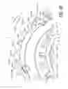 Fig. 41 - Bicycle sprocket