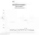 Fig. 04 - Primary distillation boron reduction