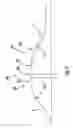 Fig. 07 - CONTINUOUS PROCESSING OF FLEXIBLE GLASS RIBBON WITH RIBBON ISOLATION AND STABILIZATION