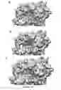 Fig. 17 - Complement C3d-binding compounds