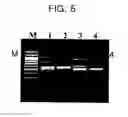 Fig. 08 - Process using dual specificity oligonucleotide and dual specificity oligonucleotide