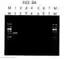 Fig. 09 - Process using dual specificity oligonucleotide and dual specificity oligonucleotide